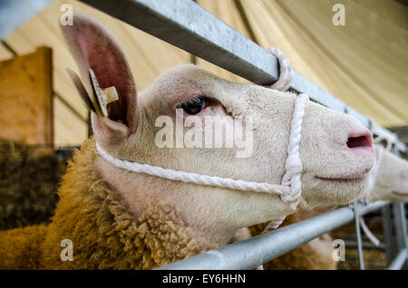 Moutons en plume à salon de l'agriculture dans l'attente de jugement Banque D'Images