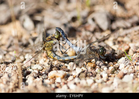 Orthetrum cancellatum, libellule, black-tailed Skimmer. La région de Moscou, Russie Banque D'Images