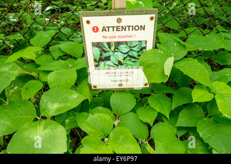 Poison Ivy avec panneau d'avertissement Banque D'Images