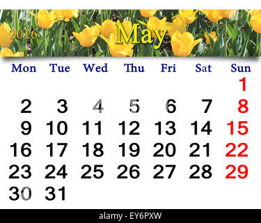 Calendrier de mai 2016 avec lit de fleur de tulipes jaune Banque D'Images