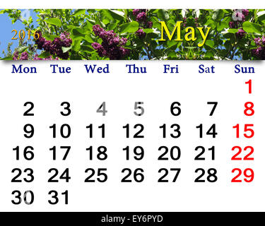 Calendrier de mai de 2016 avec des fleurs de lilas. Calendrier pour l'impression et utilisation dans la vie de bureau. Banque D'Images