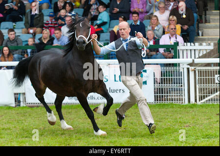 Llanelwedd, Powys, au Royaume-Uni. 22 juillet 2015. Welsh Cobs concurrence dans l'anneau principal sur le troisième jour de l'exposition. Le Royal Welsh Show est salué comme le plus grand et plus prestigieux événement de son genre en Europe. Plus de 200 000 visiteurs sont attendus cette semaine au cours de la période de quatre jours - 2014 a vu 237 694 visiteurs, 1 033 tradestands & un enregistrement 7 959 exposants de l'élevage. Le tout premier spectacle a été à Aberystwyth en 1904 et a attiré 442 entrées de l'élevage. Credit : Graham M. Lawrence/Alamy Live News. Banque D'Images