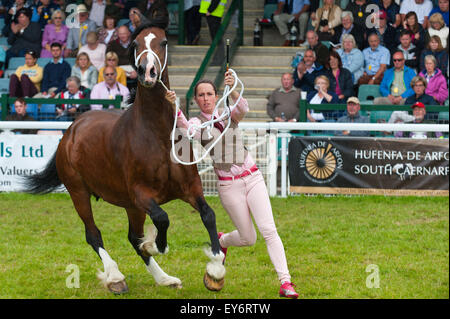 Llanelwedd, Powys, au Royaume-Uni. 22 juillet 2015. Welsh Cobs concurrence dans l'anneau principal sur le troisième jour de l'exposition. Le Royal Welsh Show est salué comme le plus grand et plus prestigieux événement de son genre en Europe. Plus de 200 000 visiteurs sont attendus cette semaine au cours de la période de quatre jours - 2014 a vu 237 694 visiteurs, 1 033 tradestands & un enregistrement 7 959 exposants de l'élevage. Le tout premier spectacle a été à Aberystwyth en 1904 et a attiré 442 entrées de l'élevage. Credit : Graham M. Lawrence/Alamy Live News. Banque D'Images