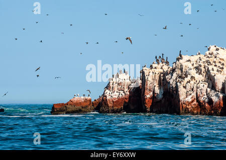 Iles Ballestas, Réserve nationale de Paracas au Pérou Banque D'Images