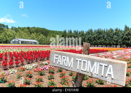 Furano, Japon - Juillet 8,2015 : fleurs de la ferme Tomita à Hokkaido avec quelques touristes sur l'arrière-plan. Banque D'Images