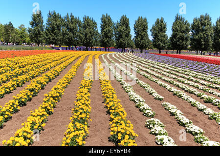 Furano, Japon - Juillet 8,2015 : fleurs de la ferme Tomita à Hokkaido avec quelques touristes sur l'arrière-plan. Banque D'Images