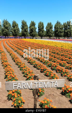 Furano, Japon - Juillet 8,2015 : fleurs de la ferme Tomita à Hokkaido avec quelques touristes sur l'arrière-plan. Banque D'Images