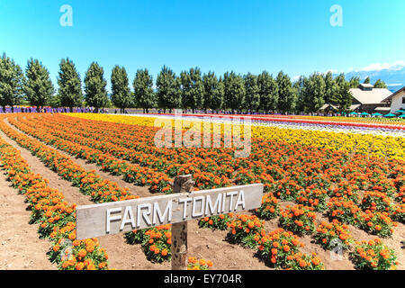 Furano, Japon - Juillet 8,2015 : fleurs de la ferme Tomita à Hokkaido avec quelques touristes sur l'arrière-plan. Banque D'Images