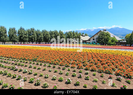 Furano, Japon - Juillet 8,2015 : fleurs de la ferme Tomita à Hokkaido avec quelques touristes sur l'arrière-plan. Banque D'Images