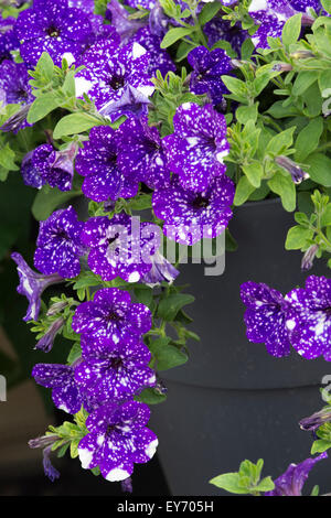 Petunia 'ciel' fleurit Banque D'Images