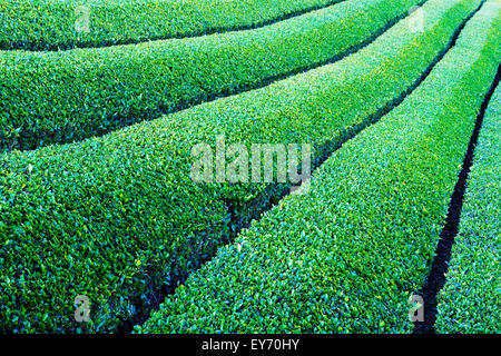 Les plantations de thé vert, chabatake, à Shizuoka, Japon Banque D'Images