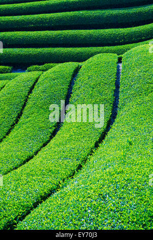 Les plantations de thé vert, chabatake, à Shizuoka, Japon Banque D'Images