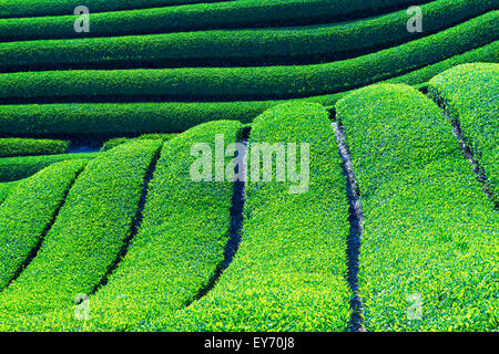 Les plantations de thé vert, chabatake, à Shizuoka, Japon Banque D'Images