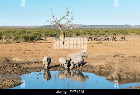 Les rhinocéros, rhinocerotidae, boire au point d'eau en Afrique du Sud, avec des éléphants en arrière-plan. Banque D'Images