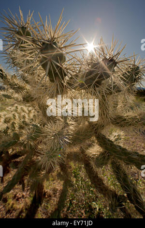Teddy bear cholla Cactus, Opuntia bigelovii, tuyau d'Organe National Monument, Arizona, USA Banque D'Images