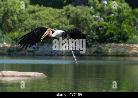 Stork Mycteria leucocephala peint ( ) Banque D'Images