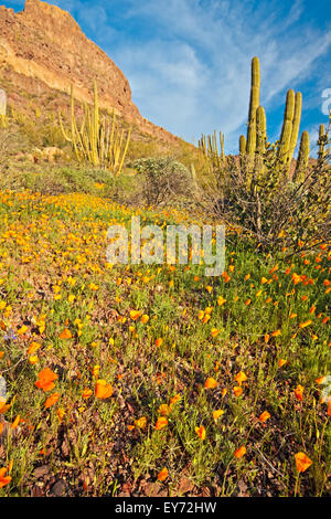 Ajo Range, monts, Mexican gold poppy Eschscholzia, mexicana, Papaveraceae, tuyau d'Organe National Monument, Arizona, USA Banque D'Images