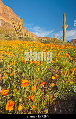 Ajo Range, monts, Mexican gold poppy Eschscholzia, mexicana, Papaveraceae, tuyau d'Organe National Monument, Arizona, USA Banque D'Images