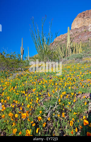 Ajo Range, monts, Mexican gold poppy Eschscholzia, mexicana, Papaveraceae, tuyau d'Organe National Monument, Arizona, USA Banque D'Images