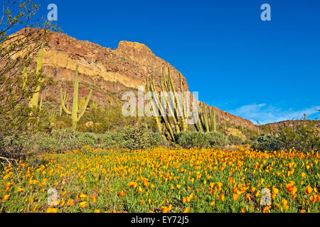 Ajo Range, monts, Mexican gold poppy Eschscholzia, mexicana, Papaveraceae, tuyau d'Organe National Monument, Arizona, USA Banque D'Images