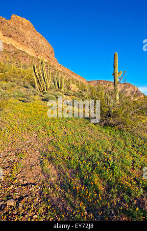 Ajo Range, monts, tuyau d'Organe National Monument, Arizona, USA Banque D'Images