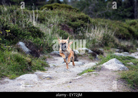 1, a, action, adulte, animal, animaux, Kassi, Australiens, l'Australie, de l'automne, automne, automne, autumnally-temps, bleu, chien qui court Banque D'Images