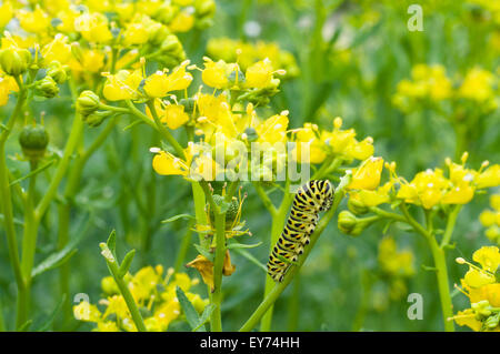 Chenille jaune et noire sur la tige de la fleur Banque D'Images