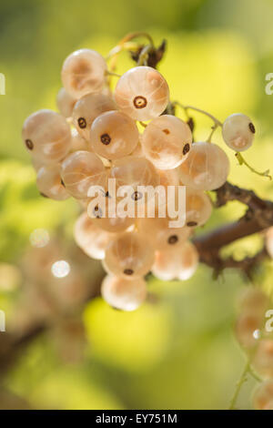 Succulentes mûres juteuses groseilles Ribes rubrum blanc un fruit cultivar albinos Banque D'Images