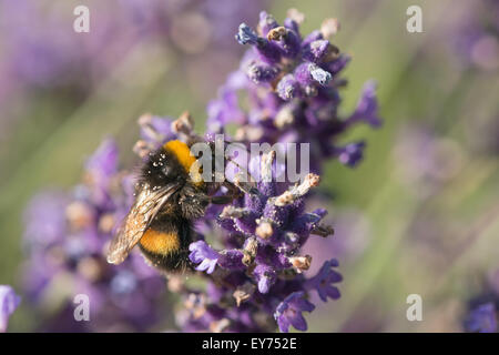 Cachée parmi les masses de petits bouquets de fleurs de lavande pourpre le buff la reine bourdon occupé la collecte du pollen Banque D'Images