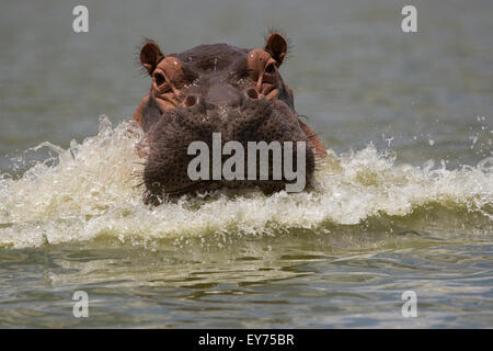 L'hippopotame commun (Hippopotamus amphibius) ou Hippo Banque D'Images