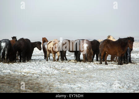 Troupeau de chevaux Islandais après une tempête de neige en hiver Banque D'Images