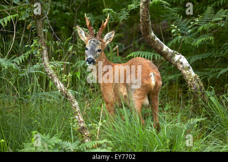 Buck Chevreuil (Capreolus capreolus) woodland meadow Banque D'Images