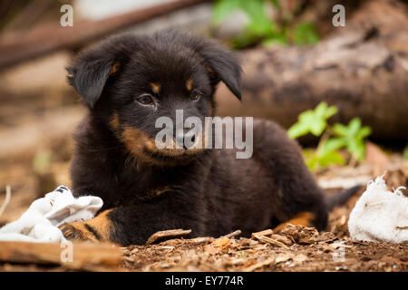 Cute black chien chiot Banque D'Images