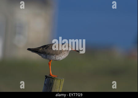 Chevalier Gambette (Tringa totanus) perché sur un poteau de clôture. Banque D'Images