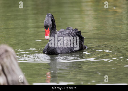 Un coup de la faune d'un cygne noir de boire d'un étang Banque D'Images