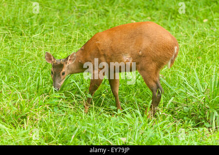 Mazama americana, Red Deer de Brocket, Iguassu NP, Argentine Banque D'Images