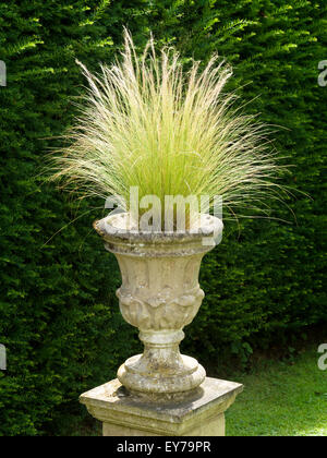 Sunlit Stipa tenuissima herbe à plumes mexicaine dans l'urne, Barnsdale Gardens, Rutland, Angleterre, Royaume-Uni. Banque D'Images