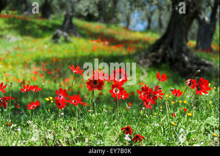 Les anémones (Anemone coronaria pavot) dans oliveraie sur la péninsule de Pelion, Thessalie, Grèce Banque D'Images