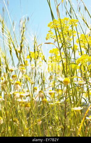 Low angle view of prairie avec camomille (Matricaria chamomilla) Banque D'Images