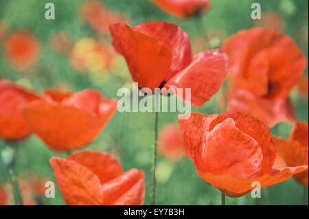 Close-up of red poppies (Papaver rhoeas) Banque D'Images