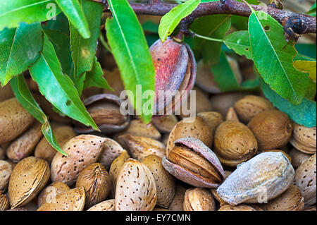 Les amandes de l'unshelled fraîchement récolté Banque D'Images