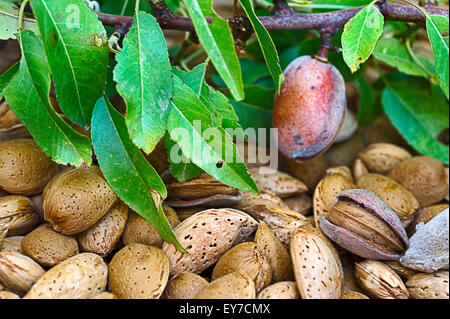 Les amandes de l'unshelled fraîchement récolté Banque D'Images
