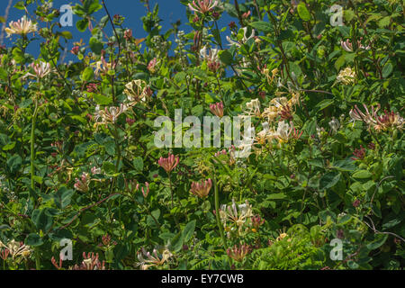 Chèvrefeuille Lonicera periclymenum sauvage / vigne en Pays haie. Banque D'Images