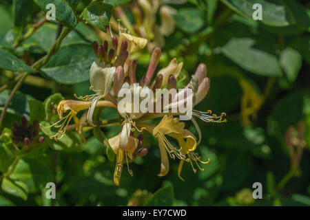 Close-up de fleurs de chèvrefeuille sauvage / Lonicera periclymenum auburn sur une journée ensoleillée. Banque D'Images