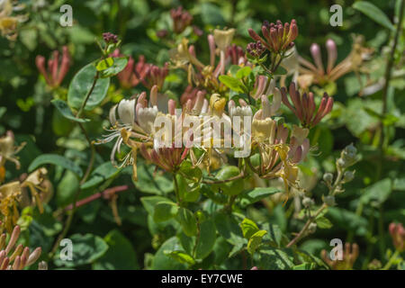 Close-up de fleurs de chèvrefeuille sauvage / Lonicera periclymenum auburn sur une journée ensoleillée. Banque D'Images