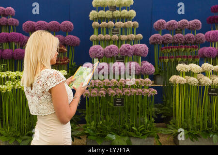 Cheshire, Royaume-Uni. 23 juillet, 2015. Ashleigh Edwards, 24 ans de Southport en admirant Allium primés de Hollande à Knutsford, lors de la 17e édition de la Fête des Fleurs Tatton Park. Credit : Cernan Elias/Alamy Live News Banque D'Images