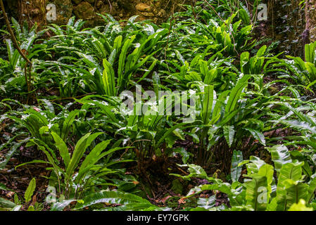 Scolopendre (Asplenium scolopendrium Phyllitis scolopendrium) / Banque D'Images