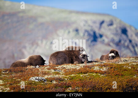 La famille de boeufs musqués, Ovibos moschatus, dans le parc national de Dovrefjell, la Norvège. Banque D'Images