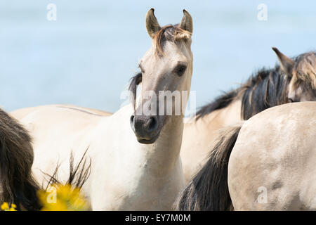 Chevaux Konik polonais avec ciel bleu Banque D'Images