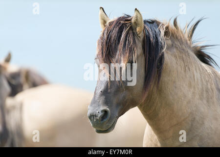 Portrait de chevaux Konik Polonais Fermer Banque D'Images